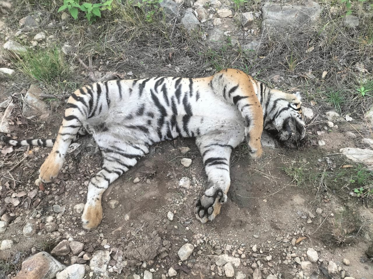 Five Tigers Die Under Suspicious Circumstances in Karnataka; Poisoning Suspected, Organs Sent for Forensic Testing