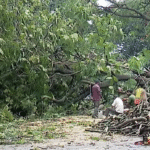 Bengaluru tree falls in Chamarajpet