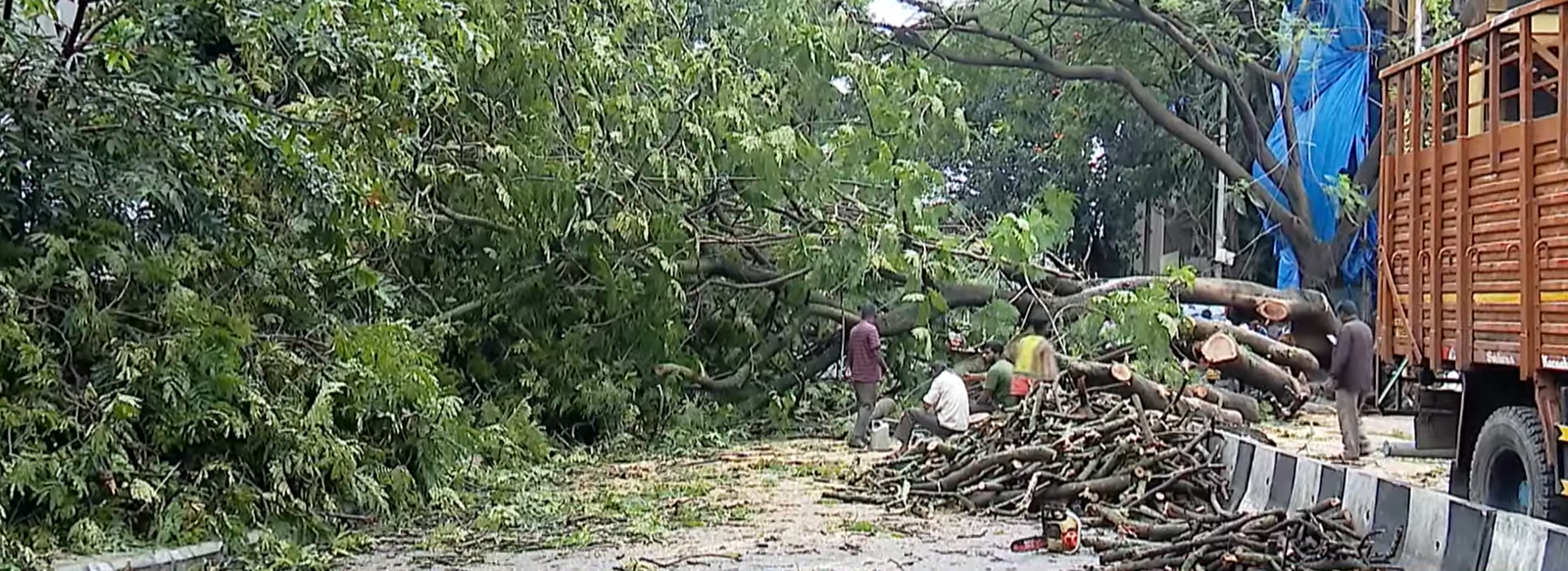 Bengaluru tree falls in Chamarajpet