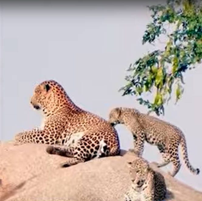 Leopard Spotted Again in Bengaluru’s Turahalli Forest, Residents Demand Higher Compound Walls for Safety 5 Leopard Spotted Again in Bengaluru’s Turahalli Forest, Residents Demand Higher Compound Walls for Safety