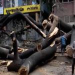 Heavy Rain Triggers Massive Tree Collapse Near Navarang Circle; Cars and Bikes Damaged, Police Begin Inspection