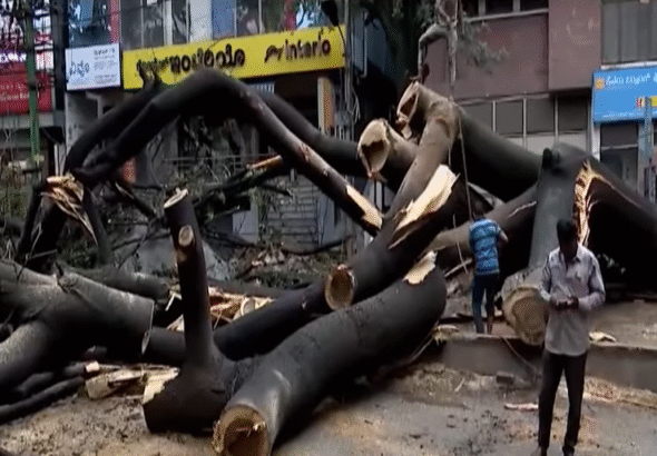 Heavy Rain Triggers Massive Tree Collapse Near Navarang Circle; Cars and Bikes Damaged, Police Begin Inspection