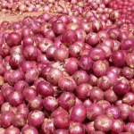 Onion