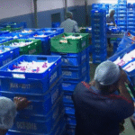 KMF Milk Nandini