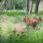 From Real Estate to Wildlife Estate: Prestige Group Adopts Tiger Cubs Simba and Sheru, Pledges 5-Year Care at Bannerghatta Park