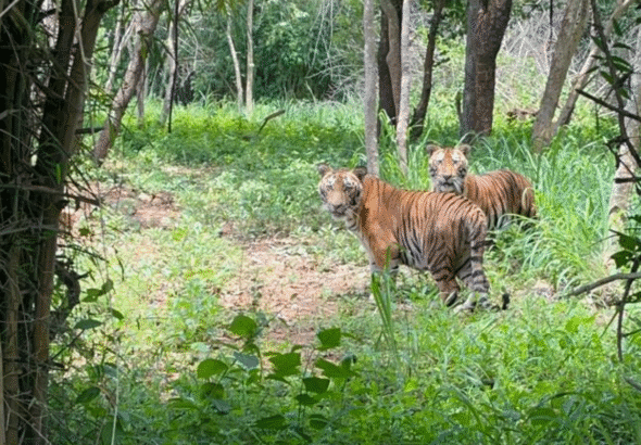 From Real Estate to Wildlife Estate: Prestige Group Adopts Tiger Cubs Simba and Sheru, Pledges 5-Year Care at Bannerghatta Park