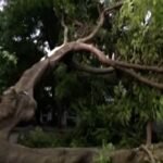 Giant Tree Falls on Malleswaram 13th Cross, Car Damaged but Major Tragedy Averted