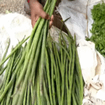 Bengaluru Vegetable Shock: Drumstick Hits ₹600/kg at KR Market as Cyclone Disrupts Supply