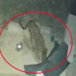 CCTV Captures Leopard Carrying Dog in Bengaluru's Kaddabegere, Forest Dept Issues Night Alert for Residents