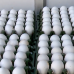 Cancer-Causing Chemical Found in Eggs? Karnataka Govt Orders Statewide Testing Amid Rising Public Concern