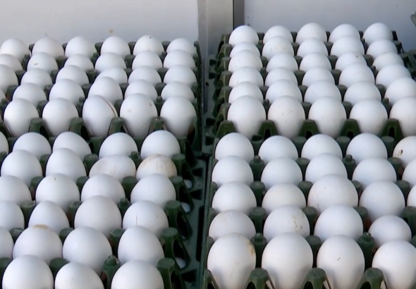 Cancer-Causing Chemical Found in Eggs? Karnataka Govt Orders Statewide Testing Amid Rising Public Concern