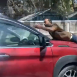 Bengaluru Road Rage Horror: Man Dragged 1.5 KM on Car Bonnet at Trinity Circle car Driver Suresh